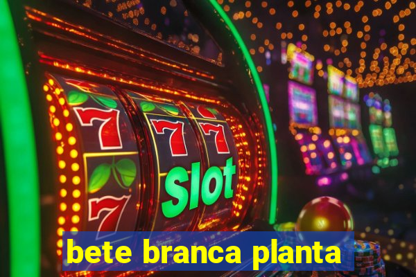 bete branca planta